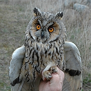 Hornuggla, Sundre 20060426